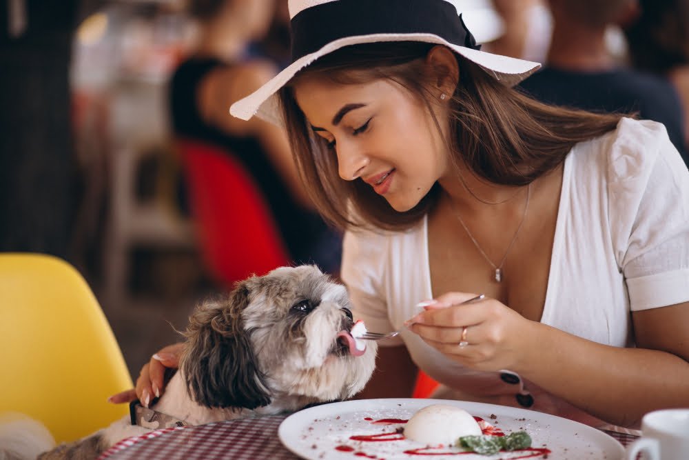 Top 10 Pet-Friendly Casinos in the World